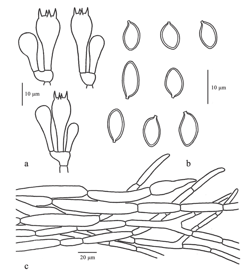 mushroom-image